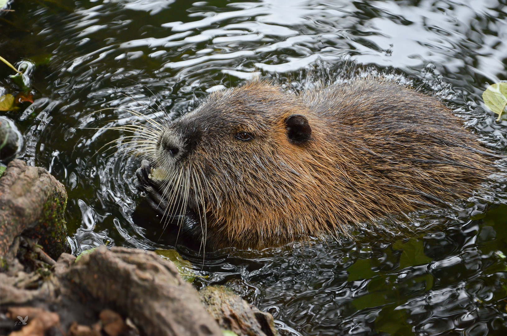 Nutria (Myocastor coypus) ....