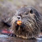 Nutria (Myocastor coypus)