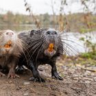 Nutria [Myocastor coypus]