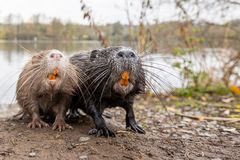 Nutria [Myocastor coypus]