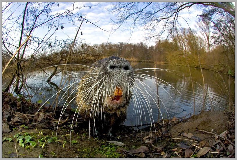 Nutria (Myocastor coypus)