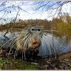 Nutria (Myocastor coypus)