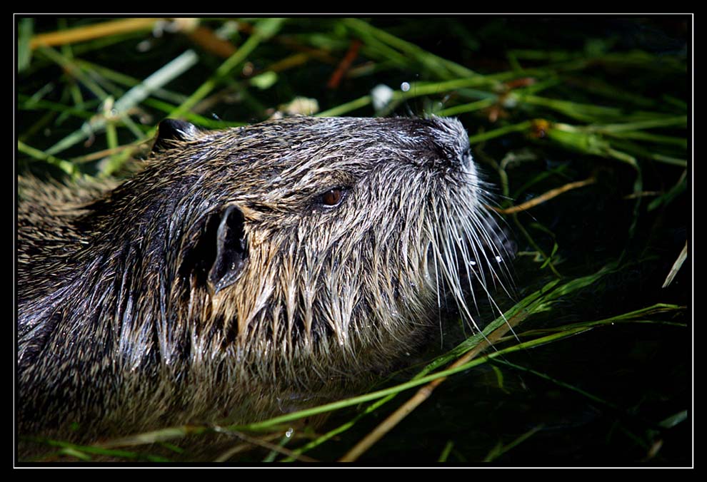 NUTRIA (Myocastor coypus)