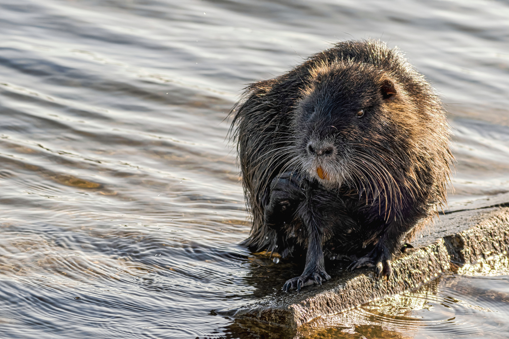 Nutria (Myocastor coypus)