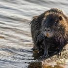 Nutria (Myocastor coypus)