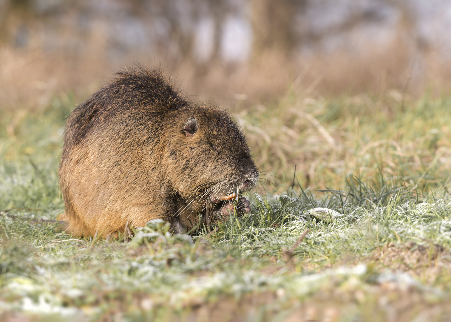 Nutria (Myocastor coypus)