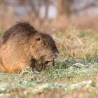 Nutria (Myocastor coypus)