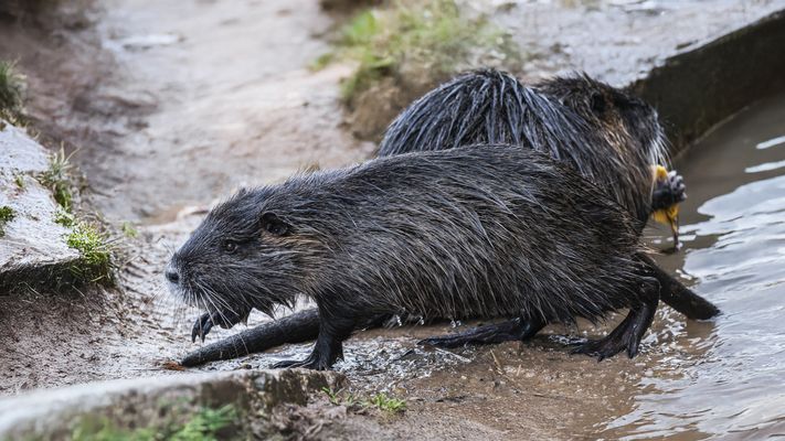  Nutria (Myocastor coypus)