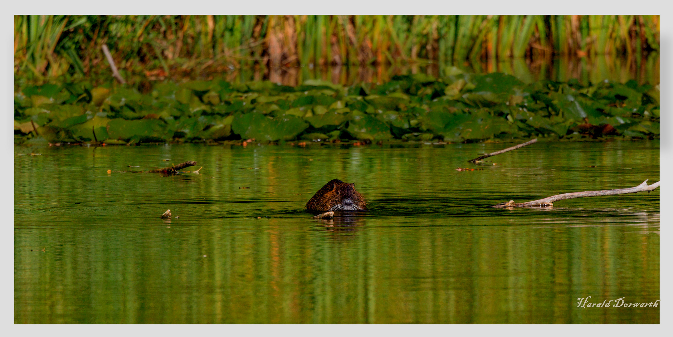 Nutria (Myocastor coypus)