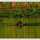 Nutria (Myocastor coypus)