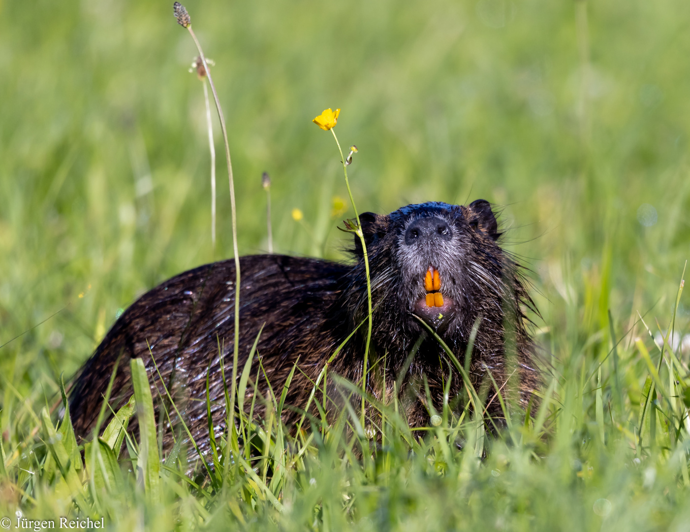 Nutria ( Myocastor coypus ) 