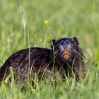 Nutria ( Myocastor coypus ) 