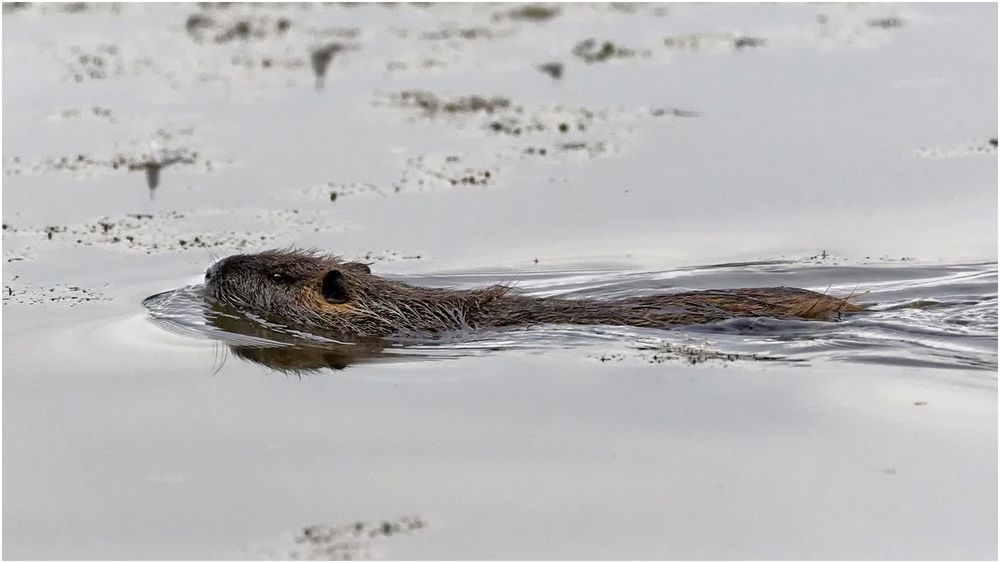 Nutria (Myocastor coypus)