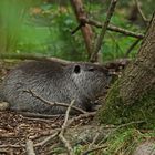 Nutria (Myocastor coypus)