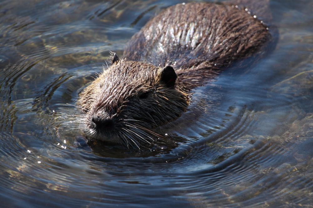 Nutria (Myocastor coypus)