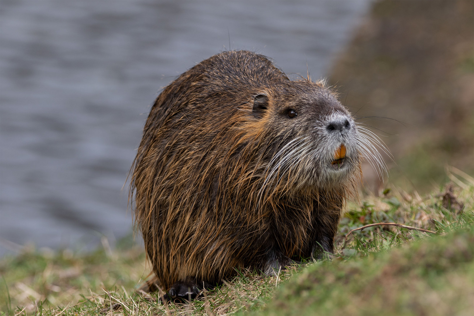 -Nutria (Myocastor coypus)-