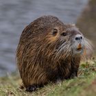 -Nutria (Myocastor coypus)-