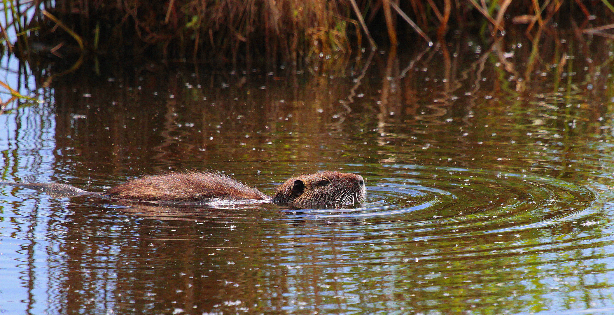 Nutria (Myocastor coypus)