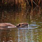 Nutria (Myocastor coypus)