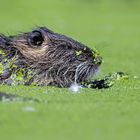 Nutria [Myocastor coypus]