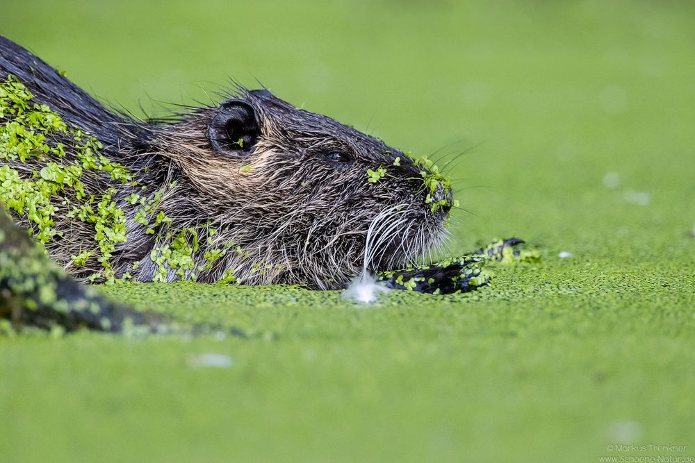 Nutria [Myocastor coypus]