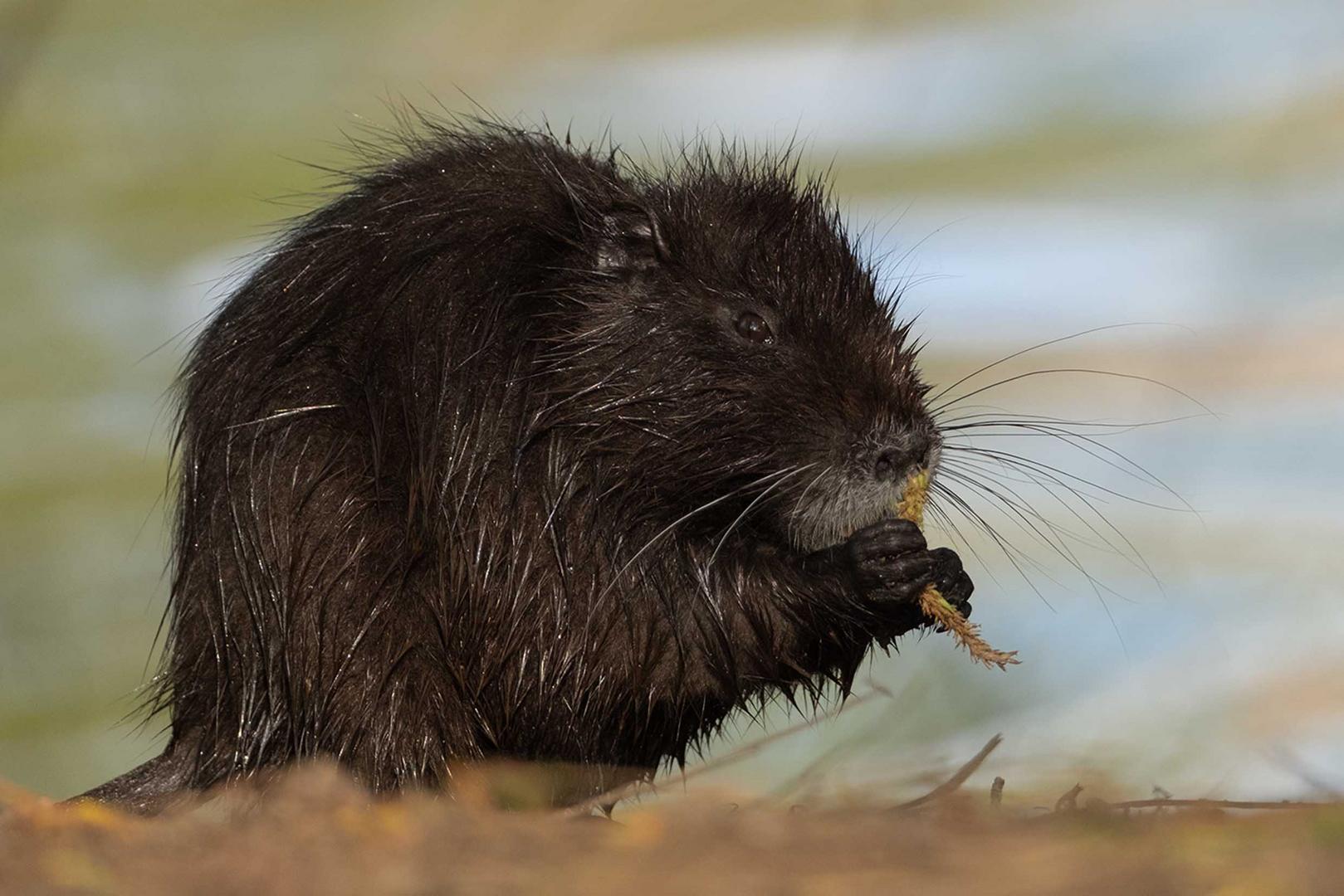 Nutria (Myocastor coypus)