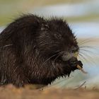 Nutria (Myocastor coypus)