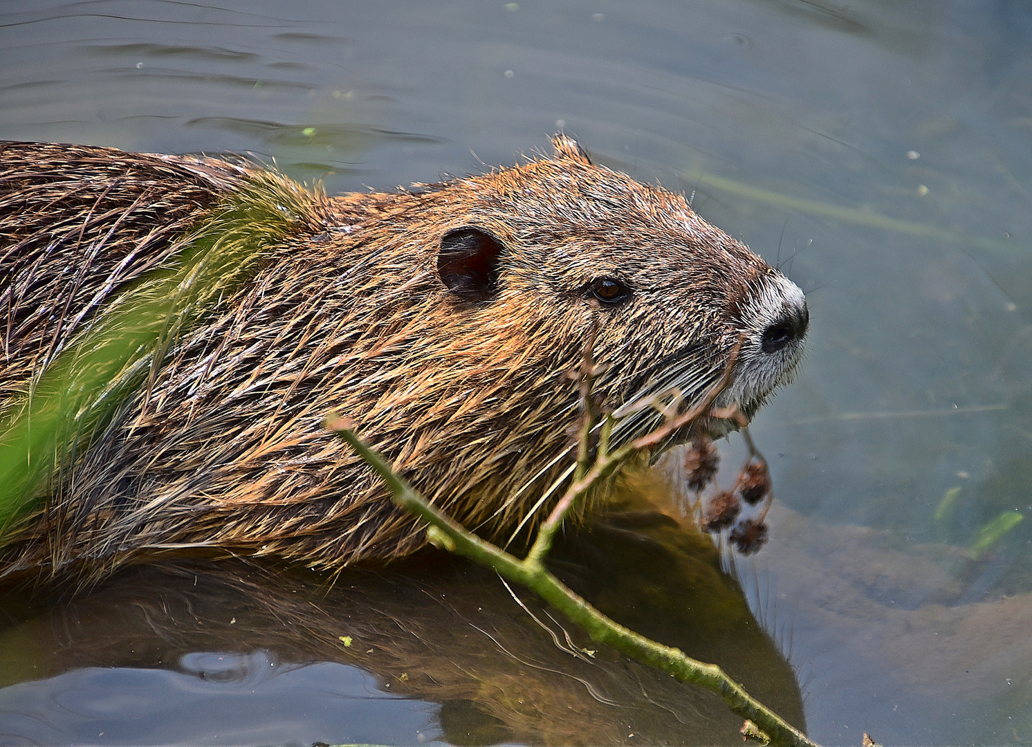 Nutria (Myocastor coypus)