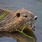 Nutria (Myocastor coypus)