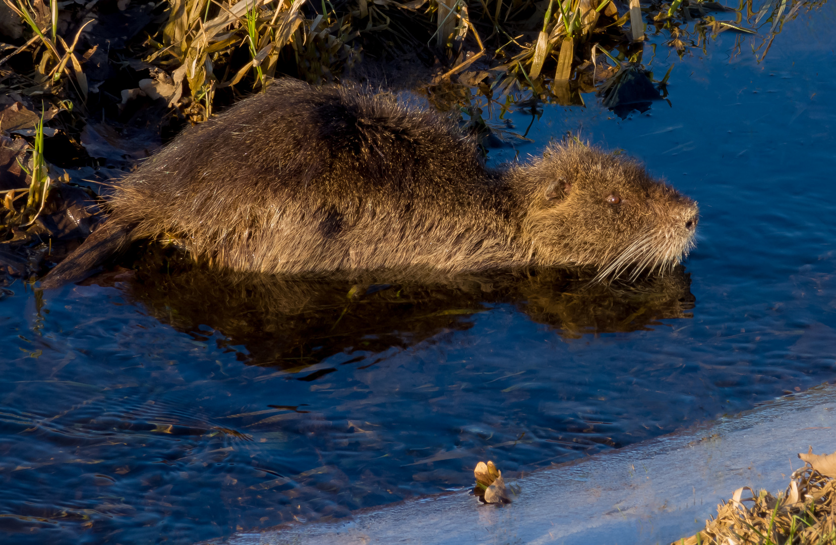 Nutria, Myocastor coypus an der Ems bei Greven, Aldruper Heide