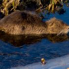 Nutria, Myocastor coypus an der Ems bei Greven, Aldruper Heide