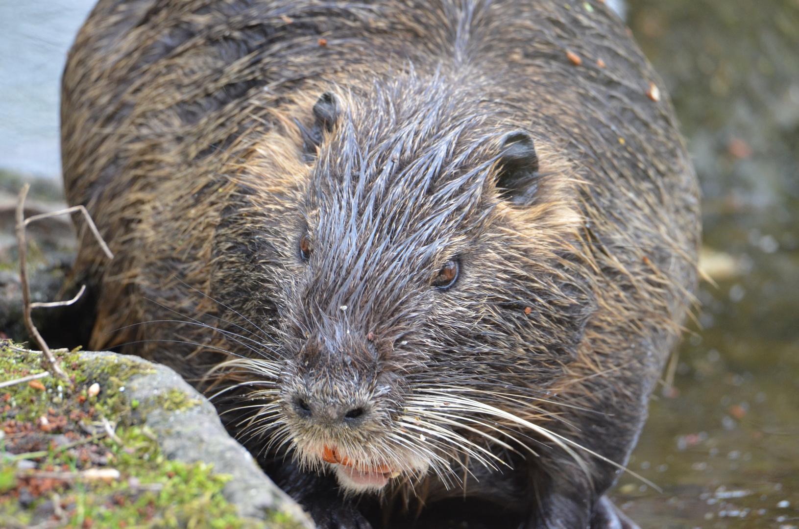 Nutria (Myocastor coypus) auch Biberratte oder Sumpfbiber