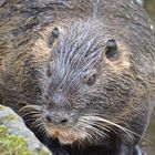 Nutria (Myocastor coypus) auch Biberratte oder Sumpfbiber