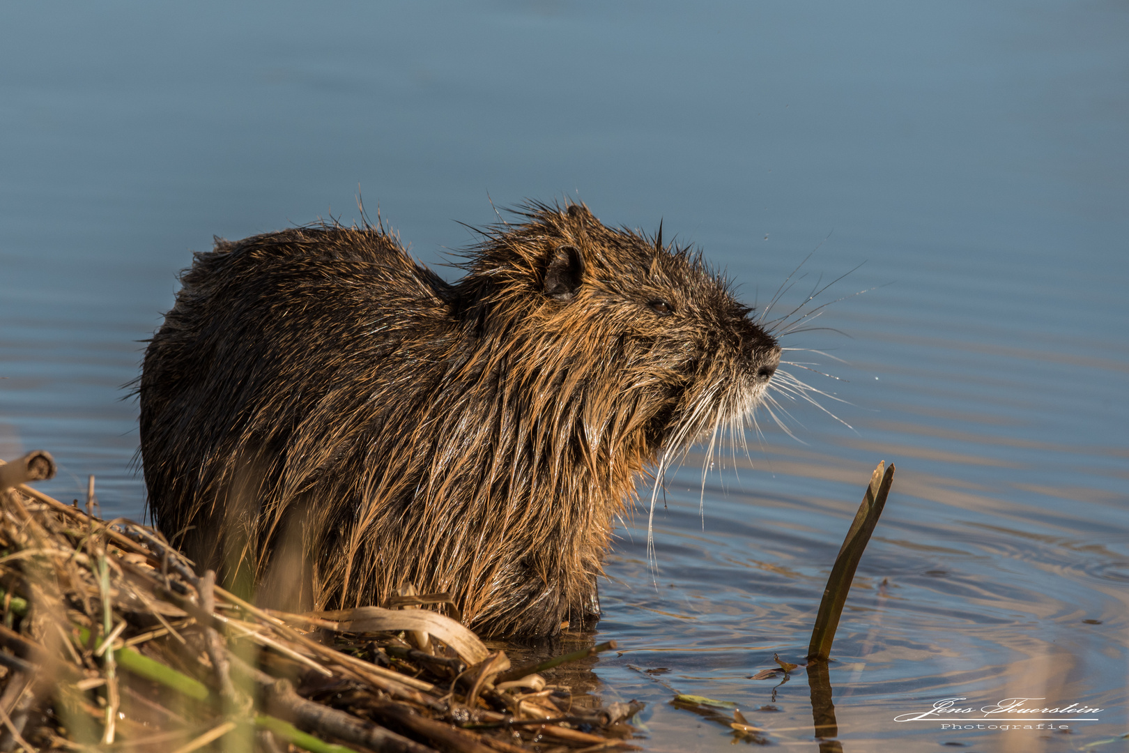  Nutria (Myocastor coypus)