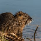  Nutria (Myocastor coypus)