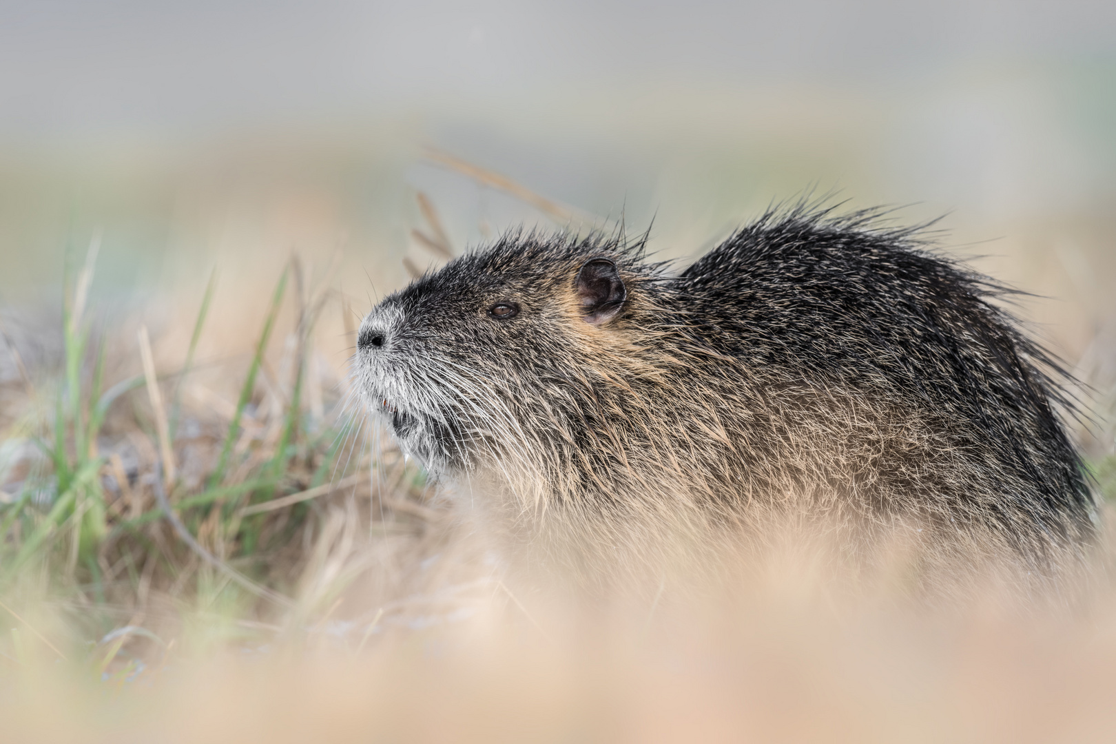 Nutria (Myocastor coypus)