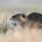 Nutria (Myocastor coypus)