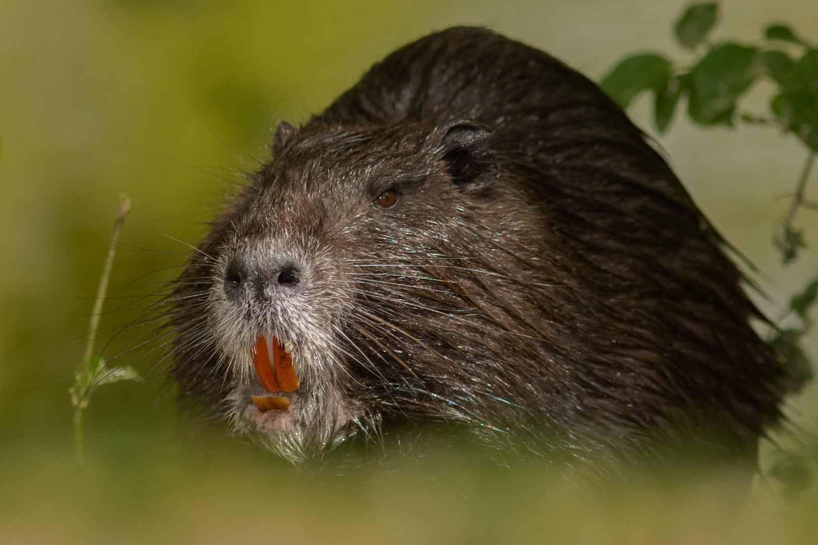 'Nutria (Myocastor coypus)'