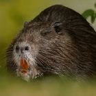 'Nutria (Myocastor coypus)'