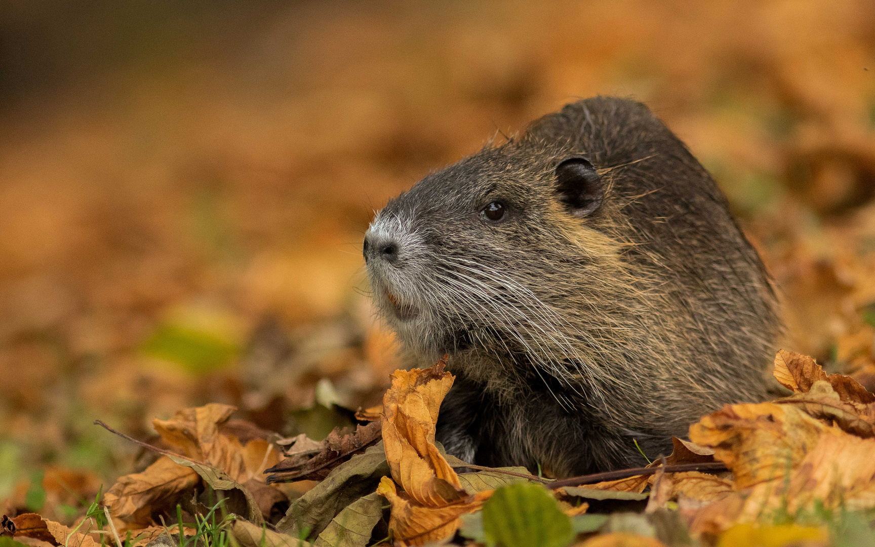 Nutria (Myocastor coypus)