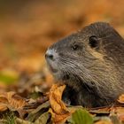 Nutria (Myocastor coypus)