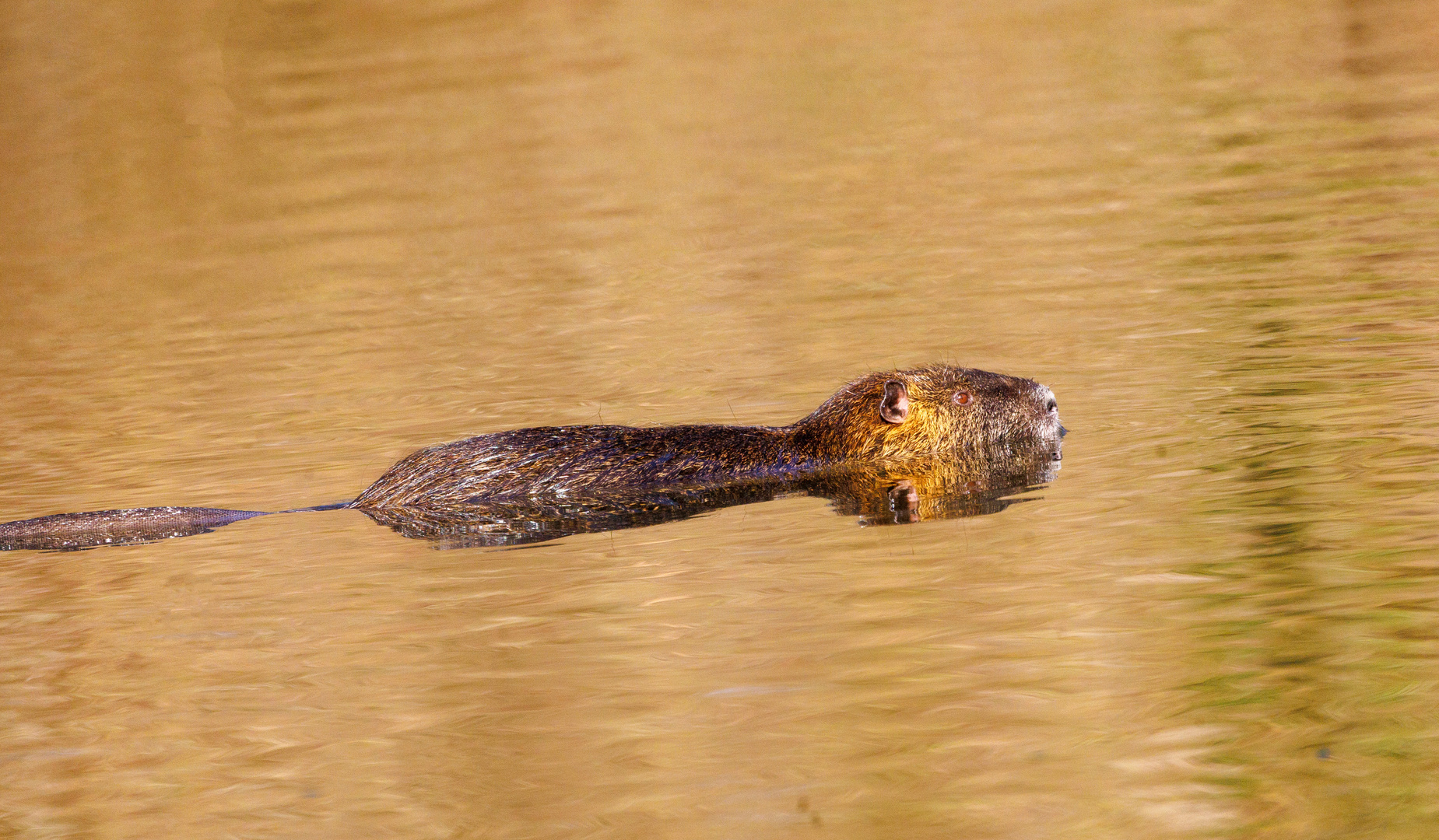 Nutria (Myocastor coypus)