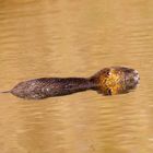 Nutria (Myocastor coypus)