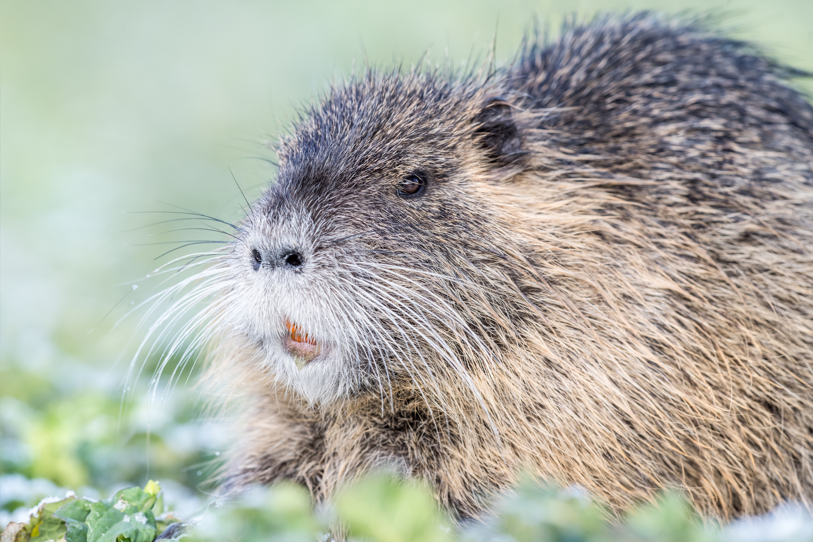 Nutria (Myocastor coypus)