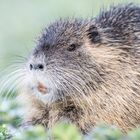 Nutria (Myocastor coypus)