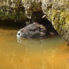 Nutria (Myocastor coypus)