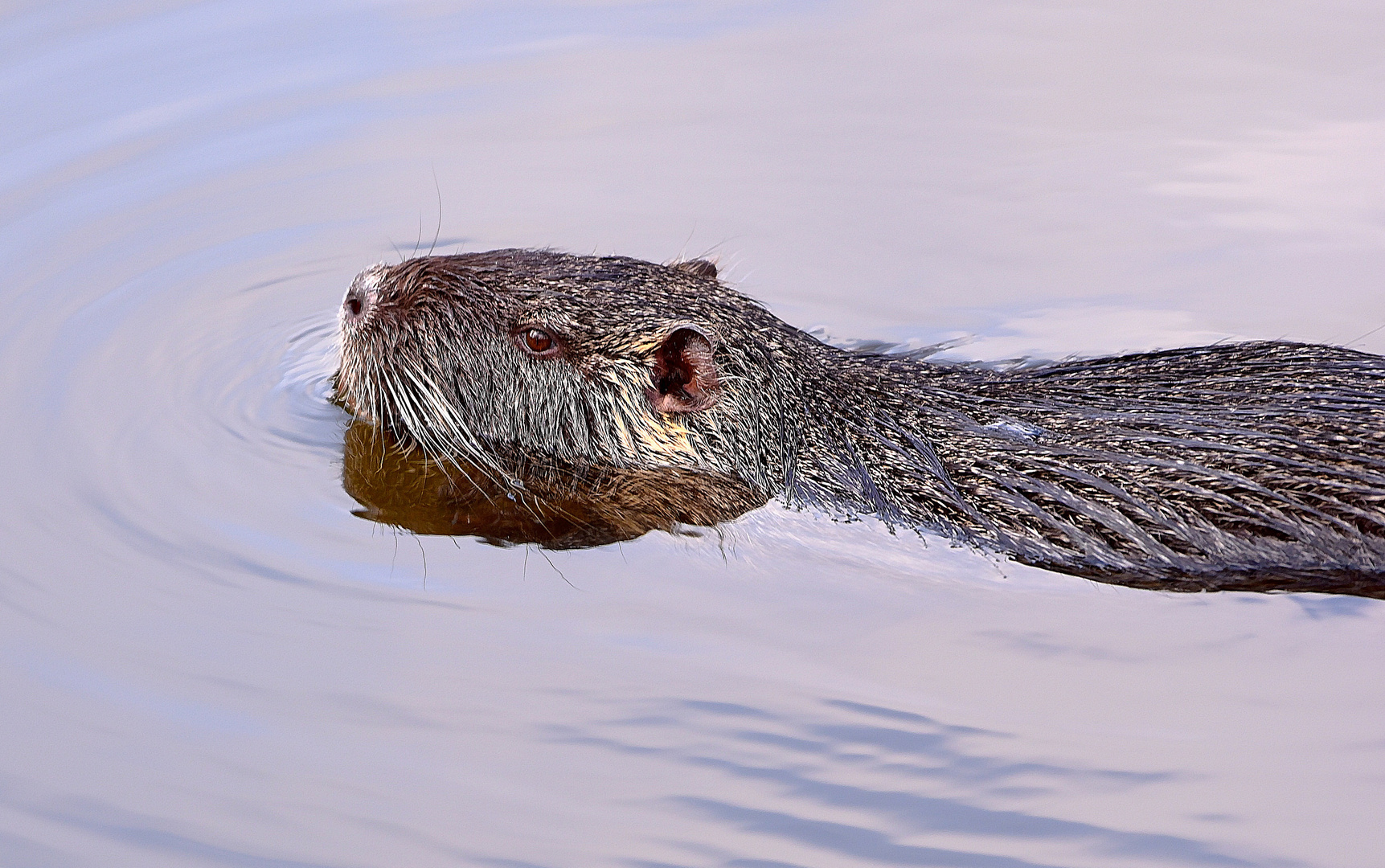 Nutria (Myocastor coypus)