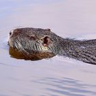 Nutria (Myocastor coypus)