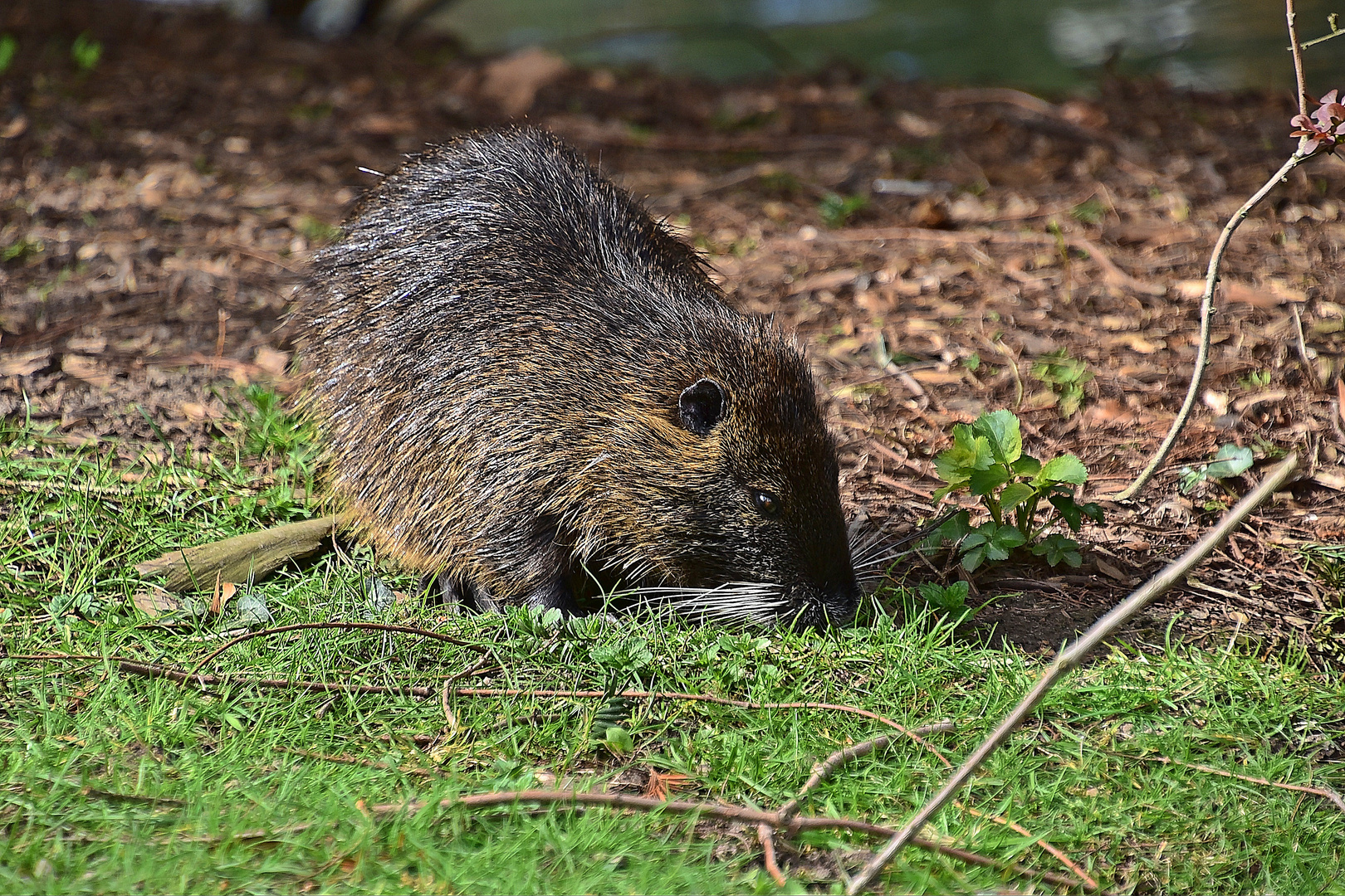 Nutria (Myocastor coypus)