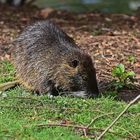 Nutria (Myocastor coypus)